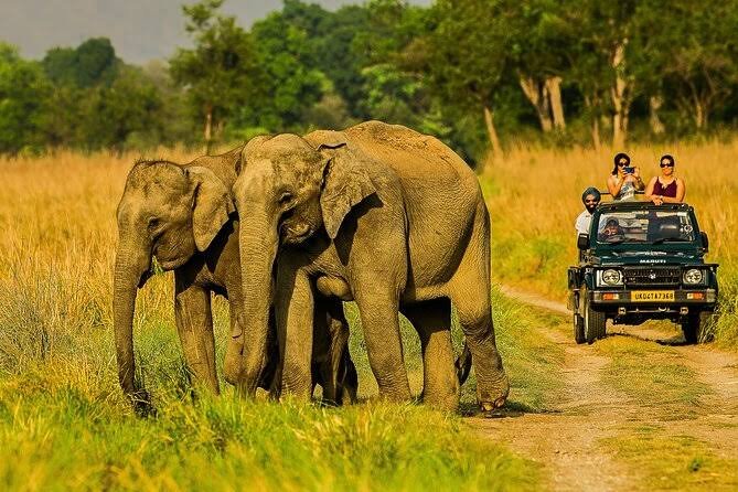 World Wildlife Safari